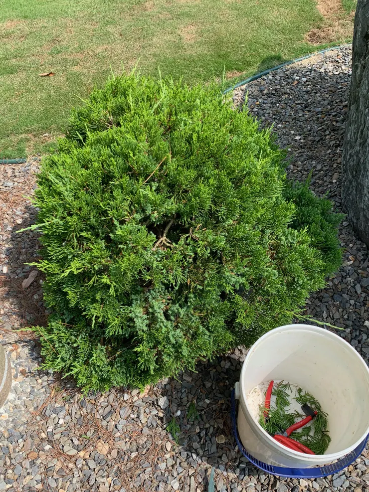 露營區營主正準備  打理造型的小樹。