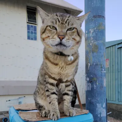 喃喃夢話的沙龍