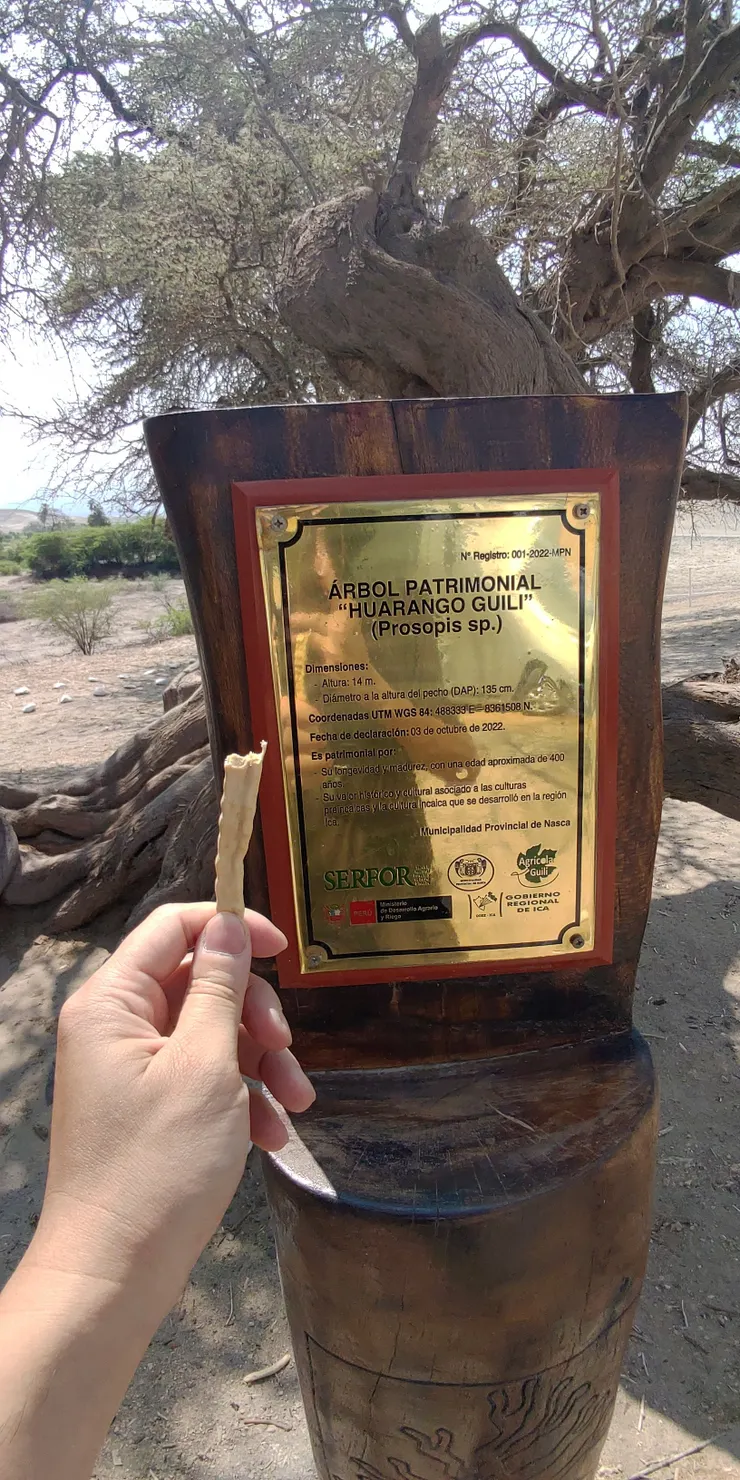 叫做 Prosopis pallida 的樹,富含水分,會長出可以直接吃的扁豆,味道乾乾甜甜,這棵樹因為有四百年歷史特別做了紀念碑