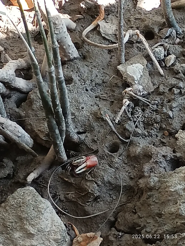 招潮蟹，覓食以細小的前螯，除外由大螯擔當