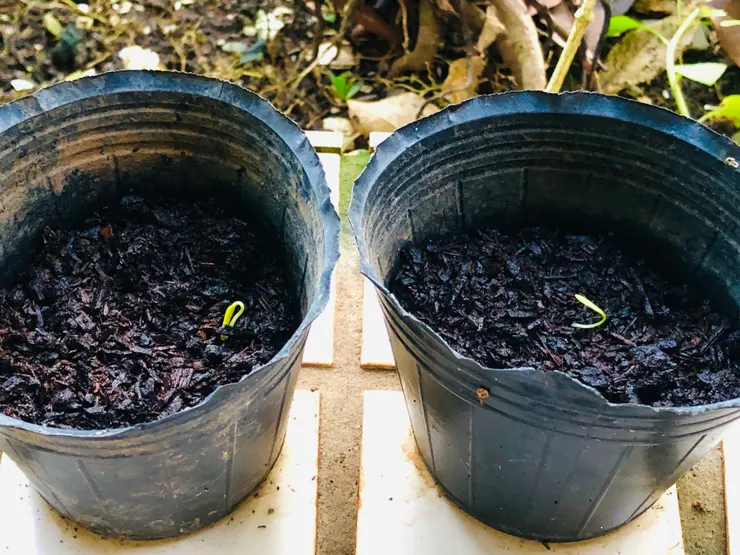 剛冒出芽時 ～左邊：甜不辣辣椒，右邊：美國芫荽