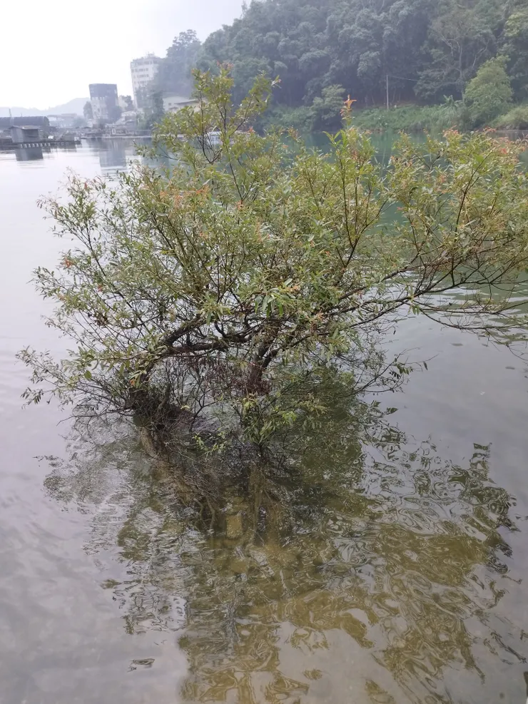 步道種植水社柳，可惜木棧道老舊，平台垃圾多，甚至有養鵝人家 令人驚奇  河童拍攝 /2023年