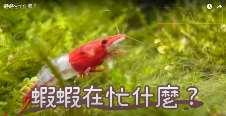 在忙什麼呢？在"蝦忙"啊！ (圖片引自連結內容)