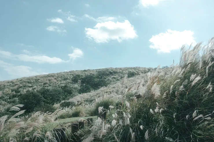 可愛的芒草們！