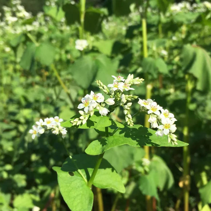 蕎麥花