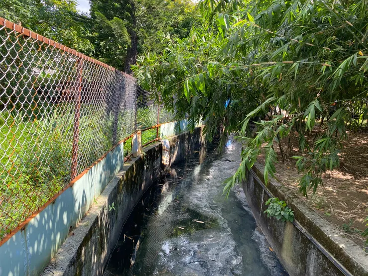 綠地之間，可見到混濁發黑的溝子口溪明渠