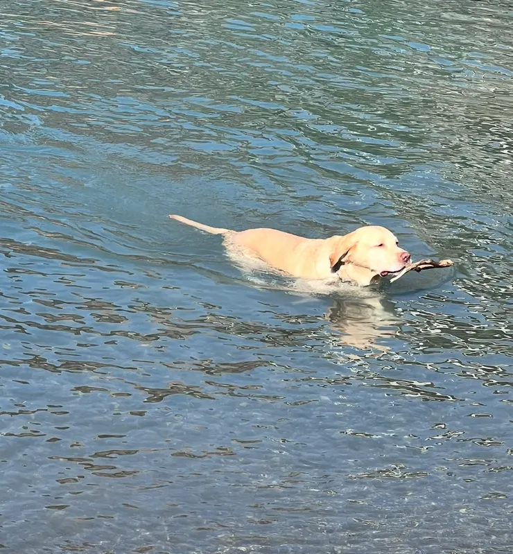 連狗狗都玩得很開心