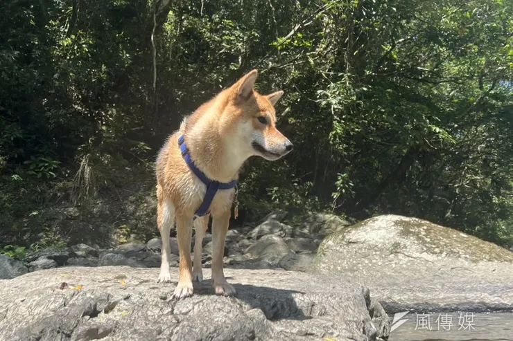 尋狗、尋貓、尋寵物也是偵探的任務。（示意圖∕呂紹煒攝）