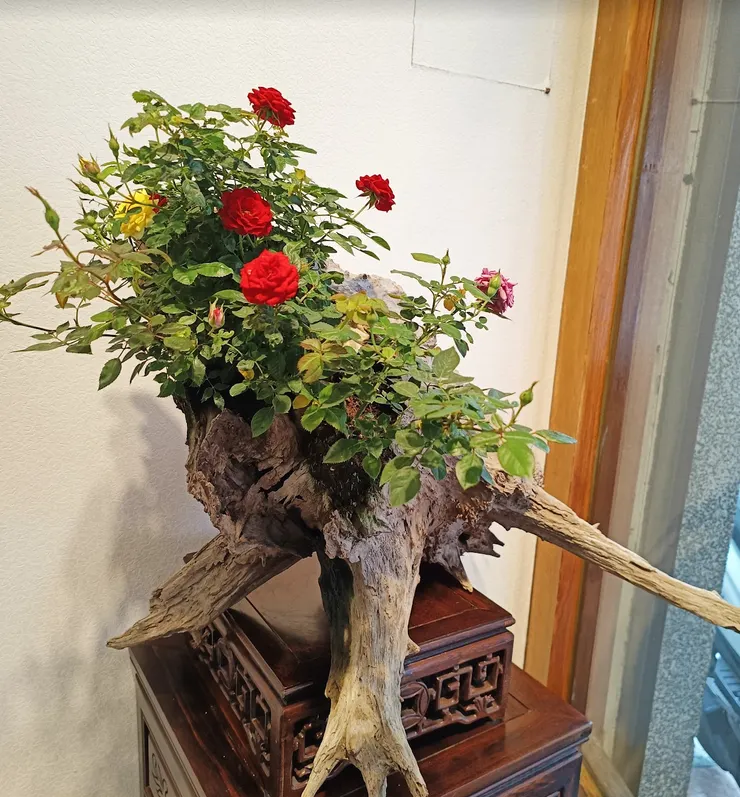 很多人覺得自己「沒有種植天賦」,真相是:你只是用錯了方法。