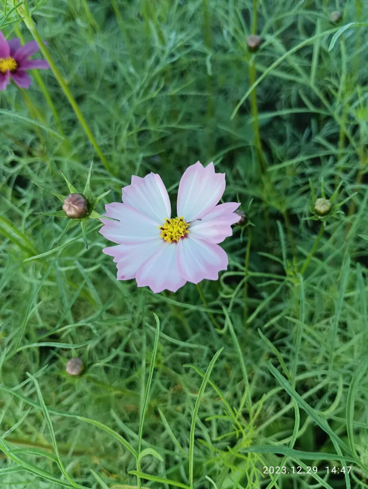 願心花綠躺無憂