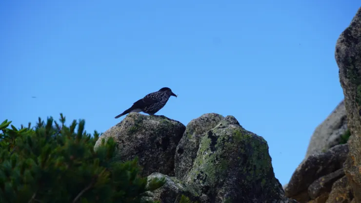 帶來好運的雷鳥