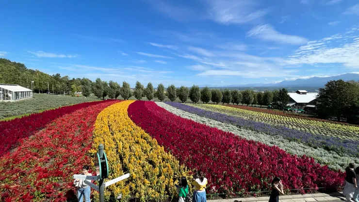 薰衣草田的其他顏色主要是由鬱金香組成。
