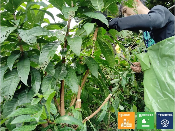 修整浮島上過密及凋汰的枝叢