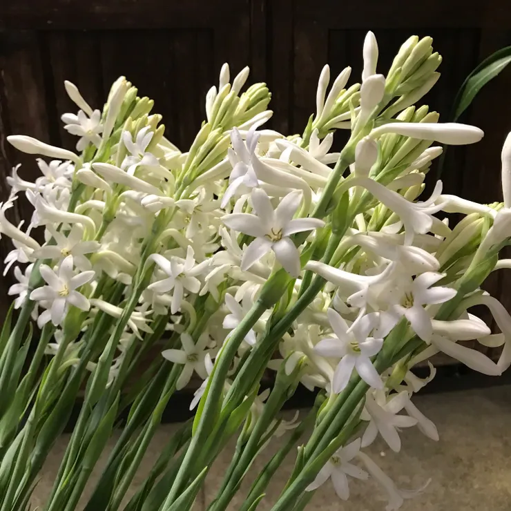 晚香玉(Polianthes tuberosa)