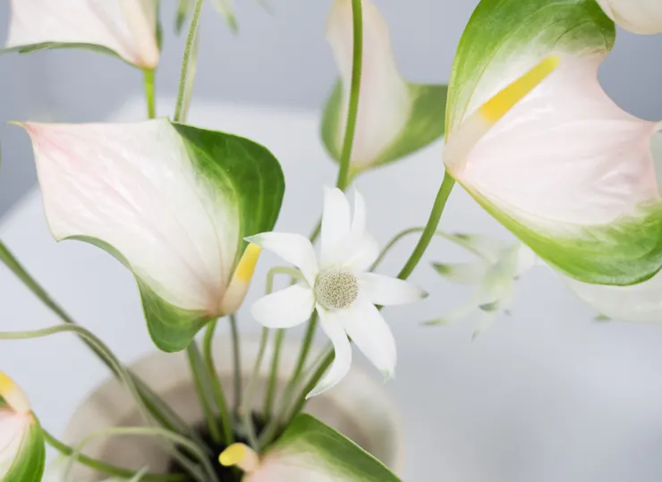 「小島碗花」強調植物本身的線條，創造簡潔靜謐的美感。