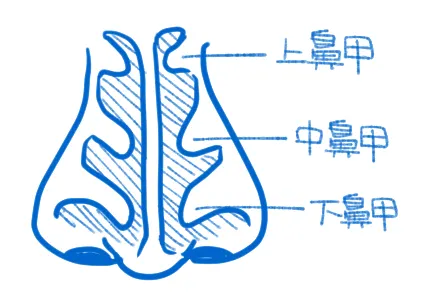 鼻甲位置圖。RS 自行繪製