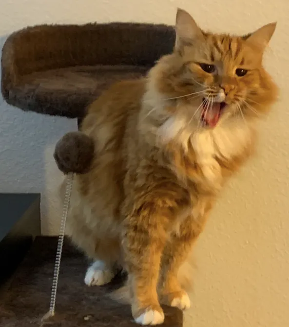 胖橘：這是我的地盤，生人勿近。