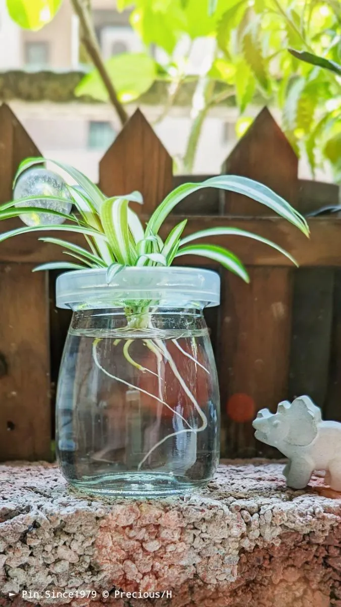 利用挖洞的瓶蓋將其托高