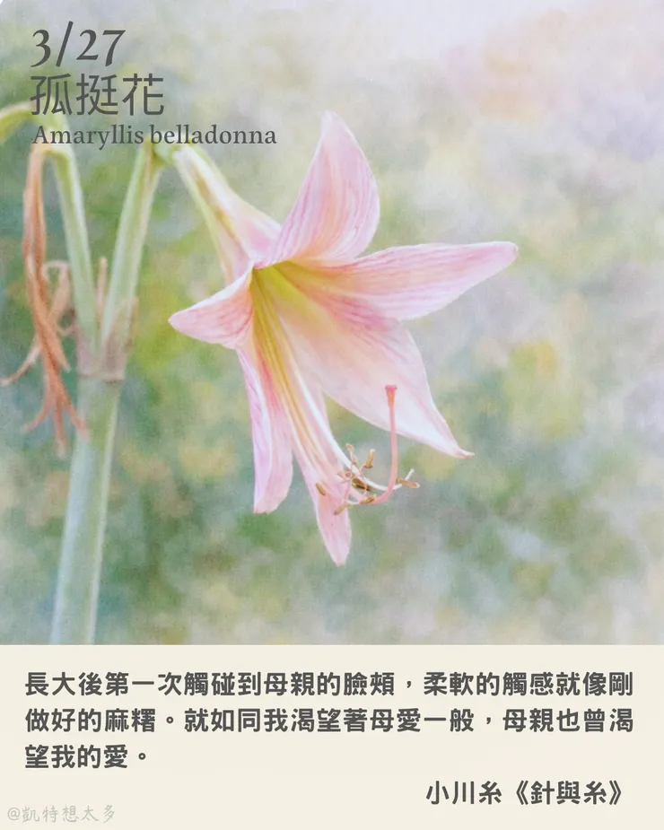 孤挺花×小川糸《針與糸》