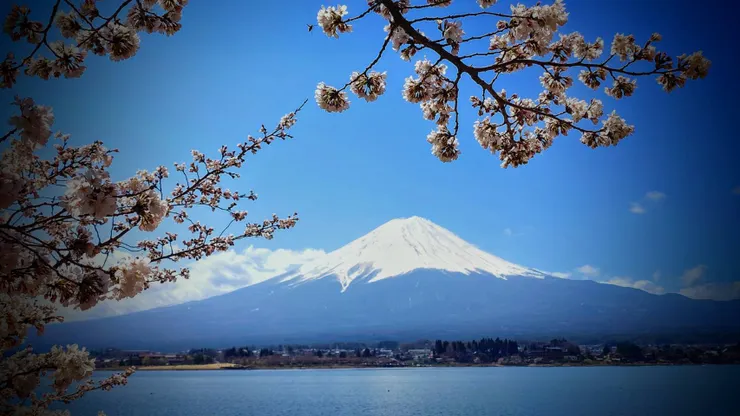 河口湖櫻花。（攝影／陳宜彣）