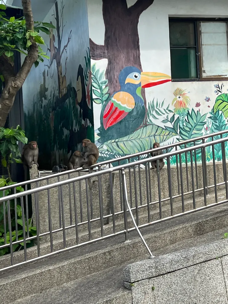 猴🐒群出沒