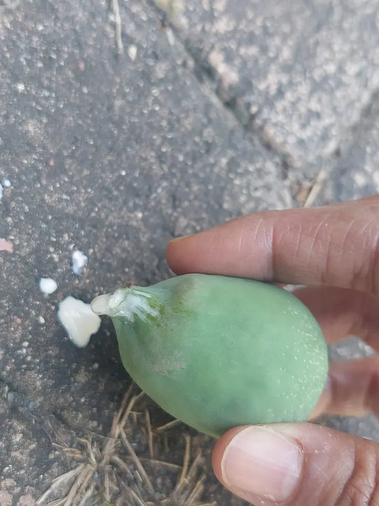 薜荔果子擁有豐沛的乳汁，折斷的地方，乳汁滴個沒完沒了的，沒想到這竟然是古人的通乳方。