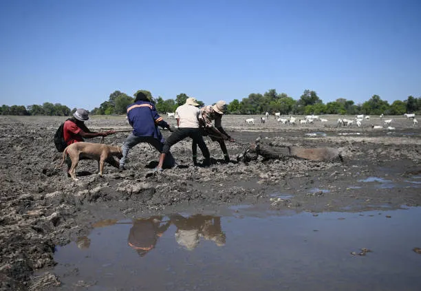 Botswana-drought-animals. Photograph: Monirul Bhuiyan/gettyimages