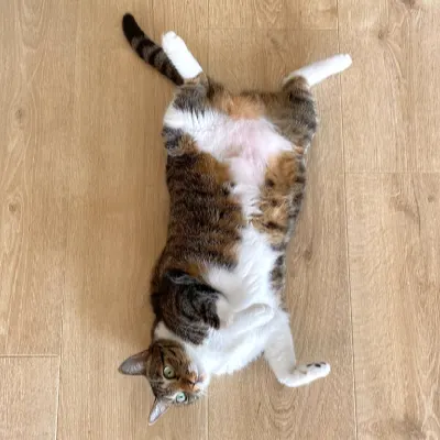 丸室問事｜動物溝通的沙龍