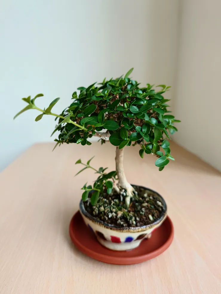 五月初,似乎太有活力,徒長