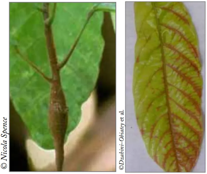 (左圖)可可幼苗莖部腫脹，葉片葉脈清晰。(右圖)CSSV導致幼葉出現紅色葉脈條紋。