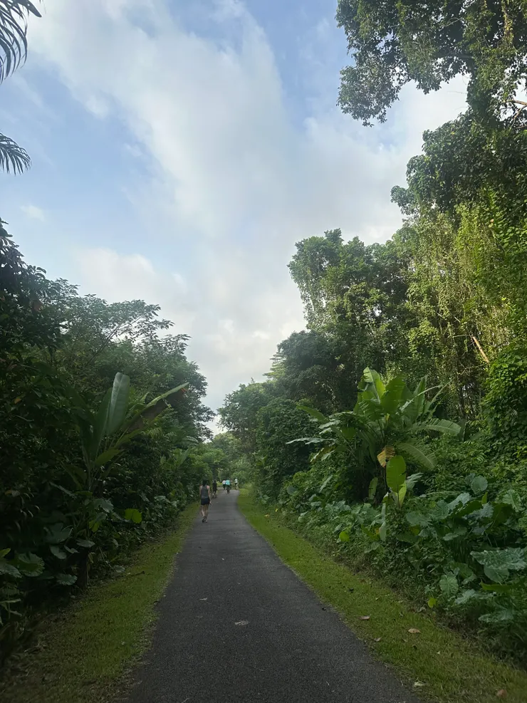 新加坡的步道兩側都是茂密的樹林，空氣非常清新