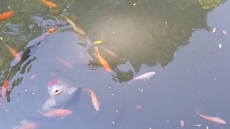 食堂前可愛的小池塘