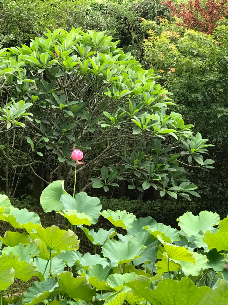 含苞的荷花（六月的季節花尚未盛開）