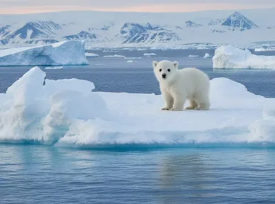 北極小熊的沙龍