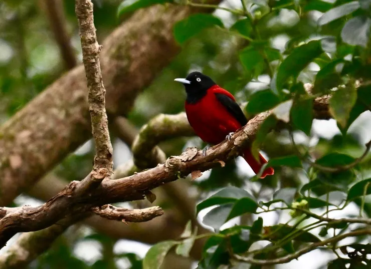 圖04 抵達花蓮的第一個行程，花蓮縣縣鳥-朱鸝就來迎賓(攝影者 蘇建源)