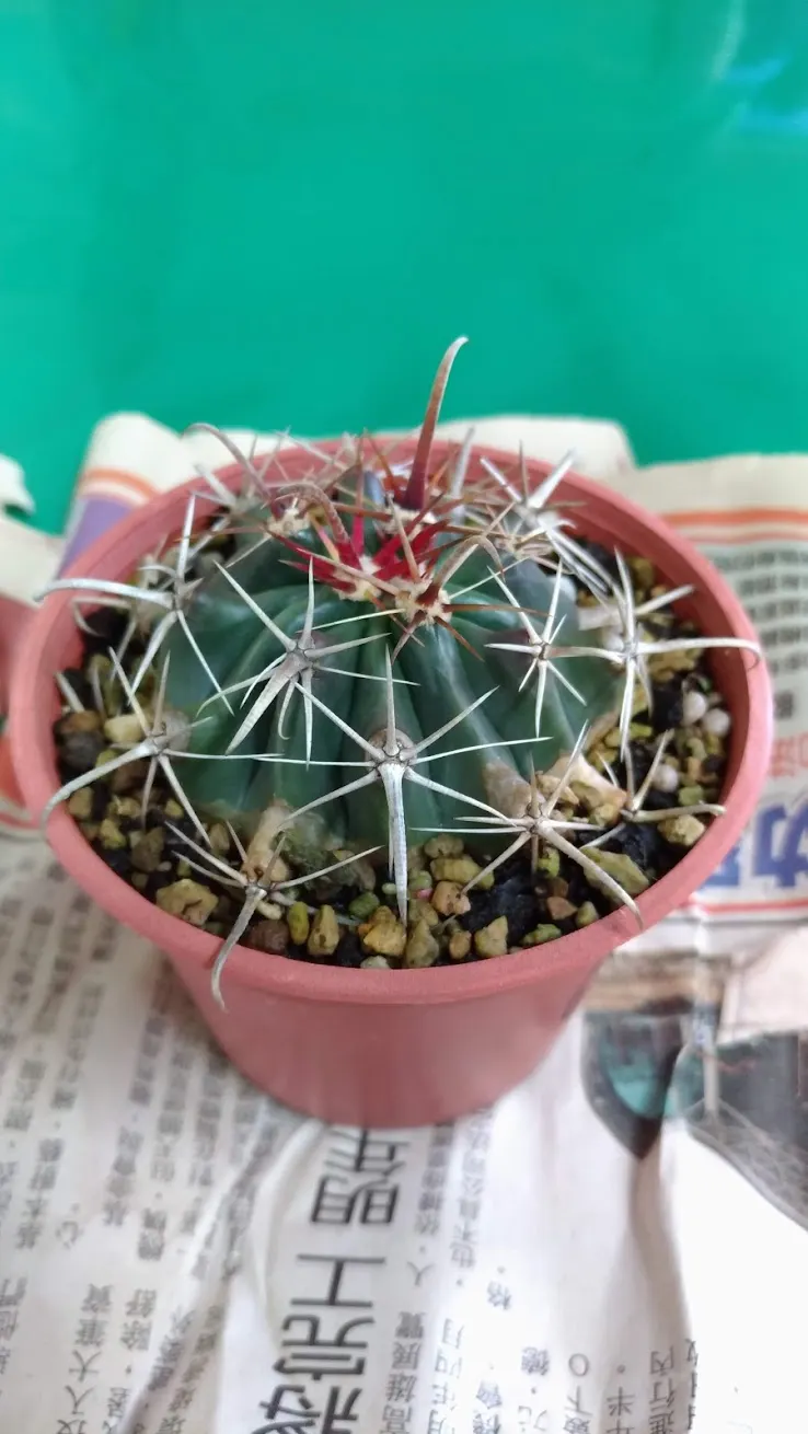 2018年7月8日拍攝