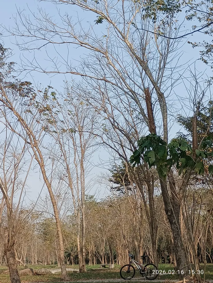 葉枯飄紫檀林梢