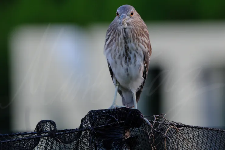 F11 1/100 ISO800 相機:X-H2 + XF2X TC