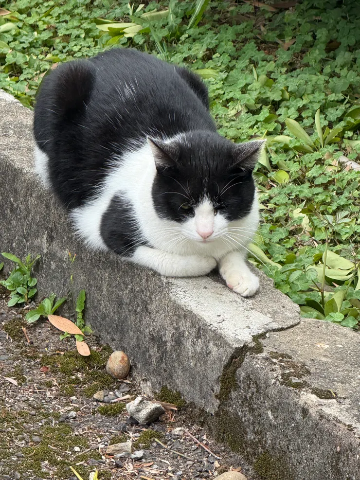 2026/03/23 貓貓三號