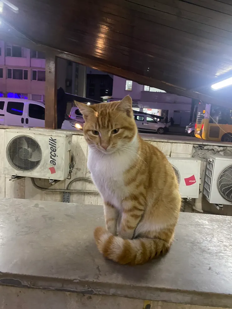 最後用這隻貓貓跟大家說晚安吧