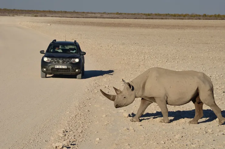 五霸之一的犀牛