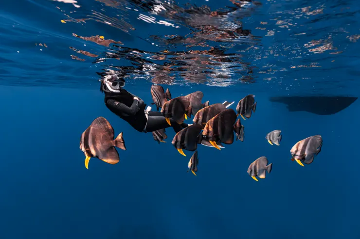 鋼鐵礁的「原住民」燕魚群。Photo by 阿得／@bboykent8263