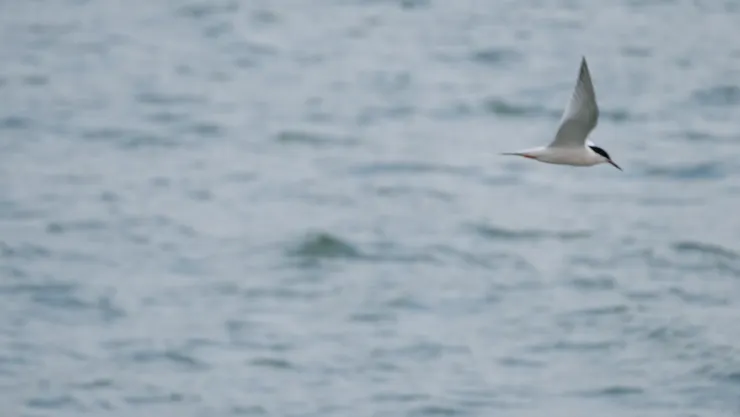 模糊一片的第一次