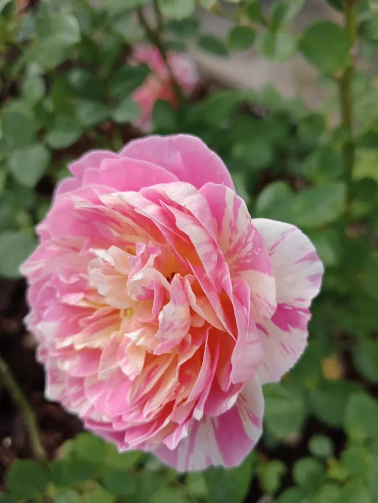 女人最愛的粉紅 玫瑰