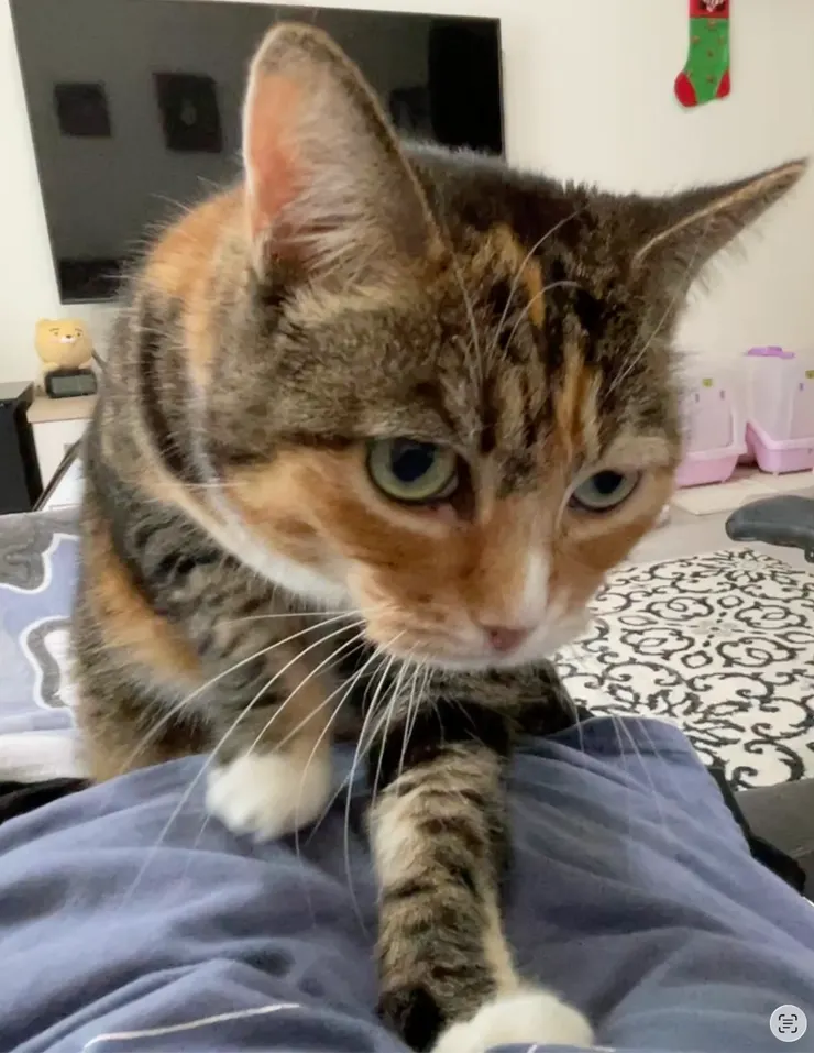 貓咪的『拍拍』有時是希望與奴才互動或是討摸摸。