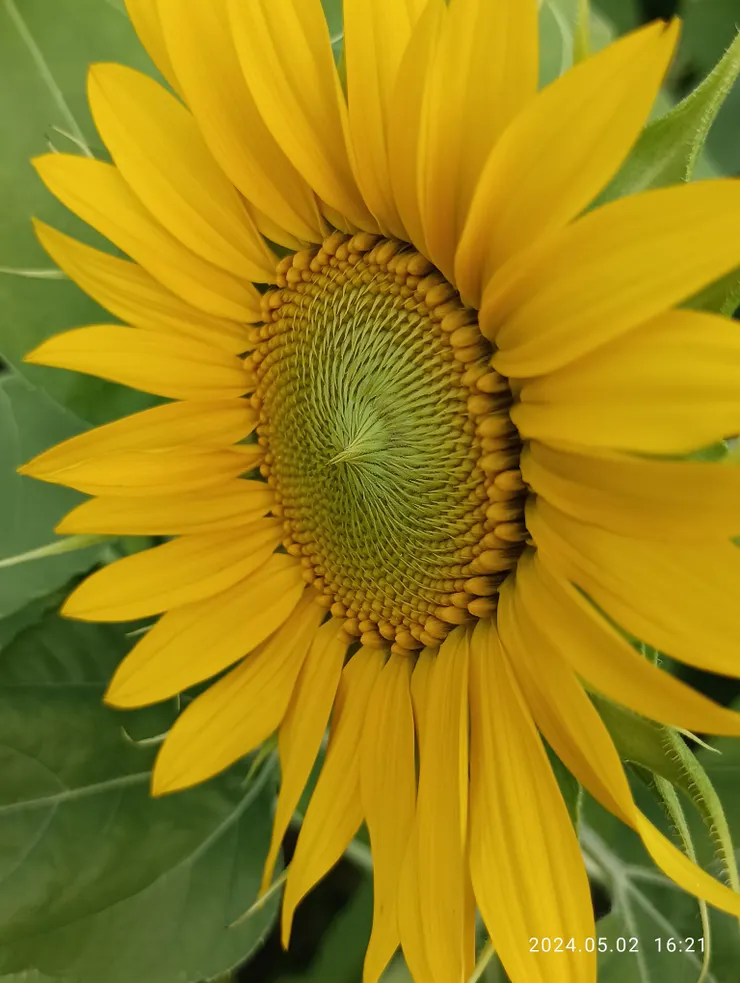 舊鐵橋旁連日雨來翠華萌，自拍攝