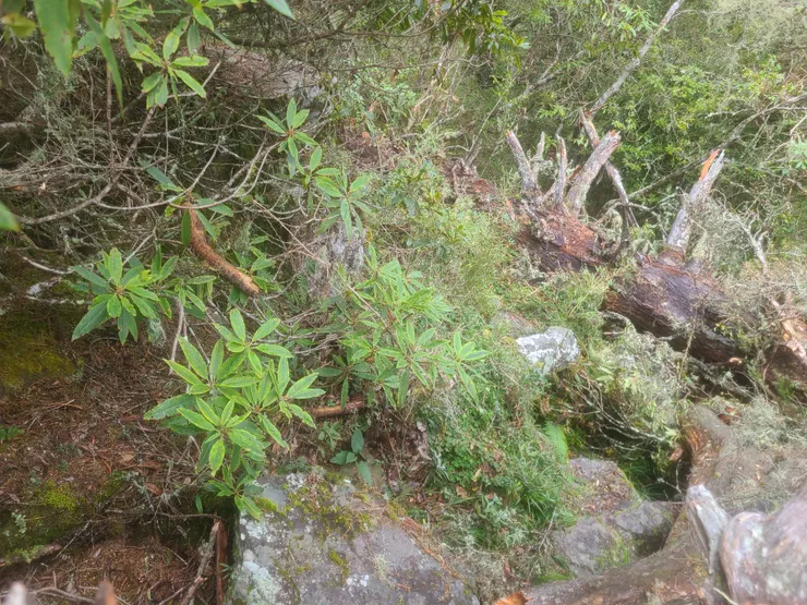 左看右看沒有更好走的路倒木一堆，還真的是直接鑽過去就跟到路了