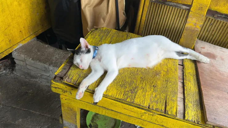 市場裡的貓咪超級可愛❤️