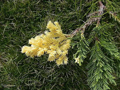 src