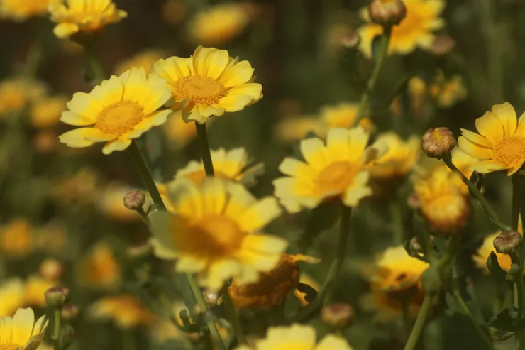 金黃燦燦的茼蒿花，是暮春時節的菜圃最美風景之一